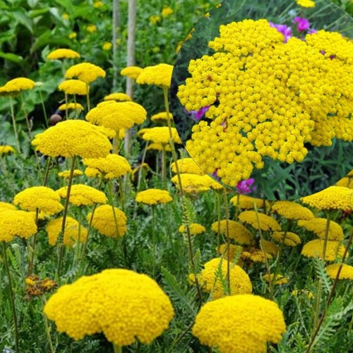Achillea filipendulina 'Cloth of Gold' - Angervaks-raudrohi 'Cloth of Gold' P9/0,55L
